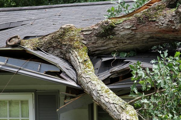 Storm Remediation in Golden